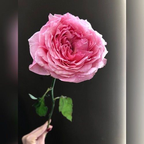 Роза викторианский секрет фото и описание