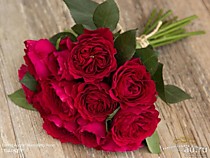 Роза Дэвид Остин Дарси Бассел