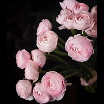 Ранункулус (лютик)
