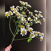 Ромашка кустовая