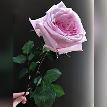 Роза ароматная "O'Hara Pink"