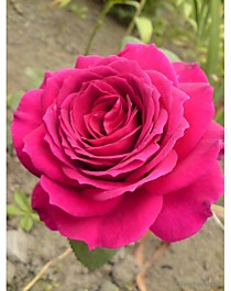 Юрианда (Yrianda)