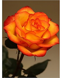 Солнышко (Sun)