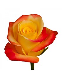 Флорида - Florida