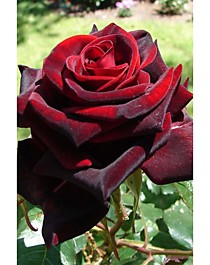 Черный Принц (Black Prince)