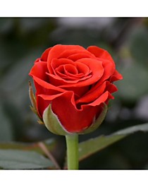 Эль Торо (El Toro)