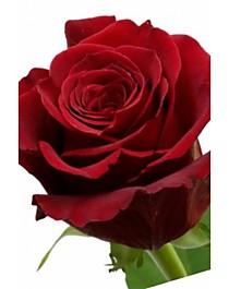 Эксплорер (Explorer), ?