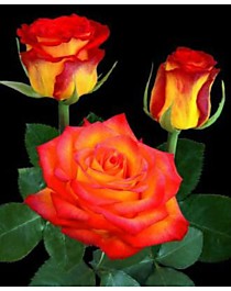 Циркус (Circus)