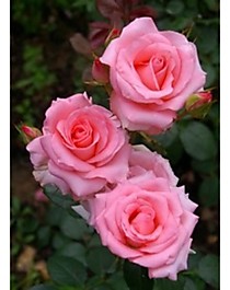Пинк Ноблесс (Pink Noblesse)