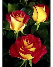 Френдшит (Friendship)