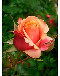 Черри Бренди (Cherry Brandy)