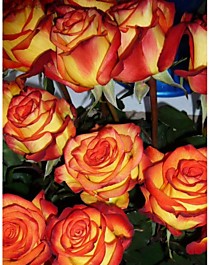 Хай Меджик (High Magic)