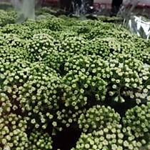 Цветок в срезке