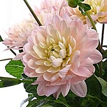 Цветок в срезке