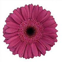 Цветок в срезке