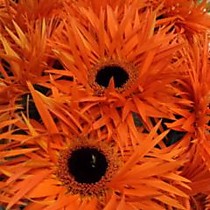 Гербера Спайдер