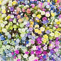 Гипсофила радужная