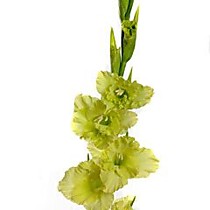 Цветок в срезке