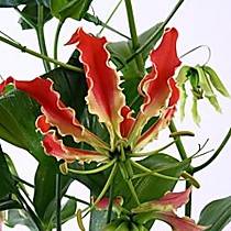 Цветок в срезке