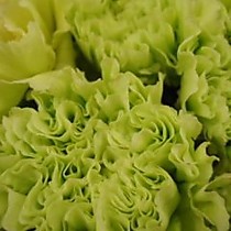 Цветок в срезке