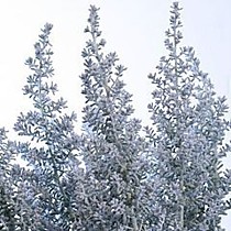Цветок в срезке