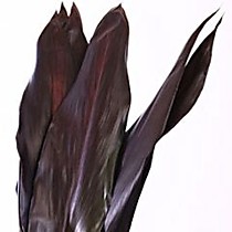 Лист Кордилины