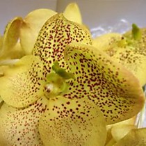 Цветок в срезке