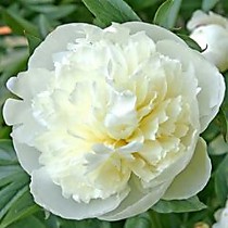 Цветок в срезке