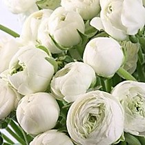 Ранункулюс