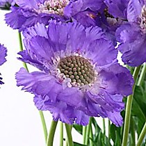 Цветок в срезке