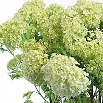 Вибурнум